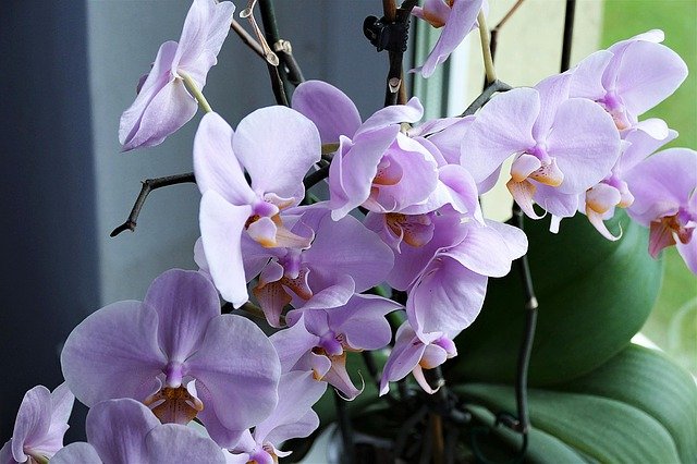 kvetoucí orchidej